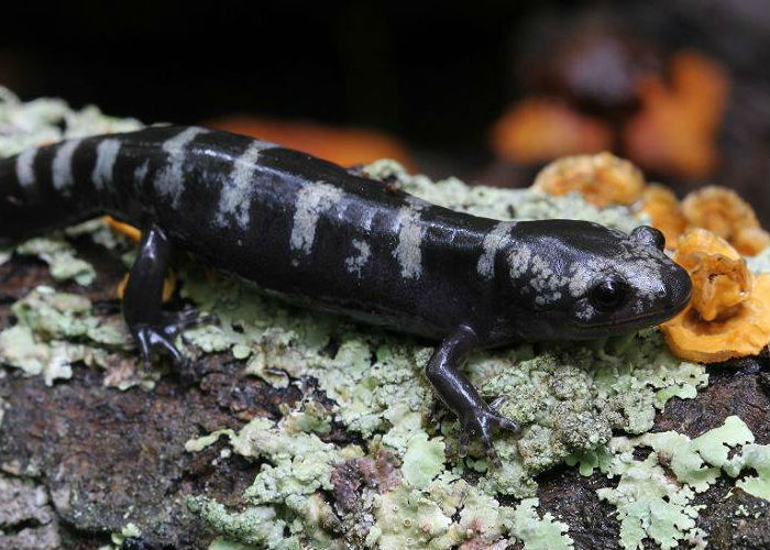 Marbled Salamander